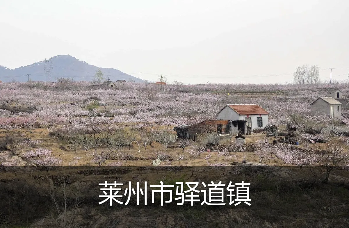 莱州市驿道镇